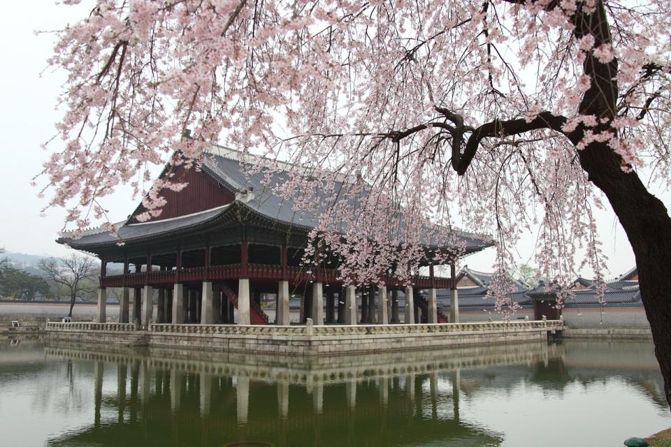 韓國櫻花季時期已經開始，卻不見櫻花如期盛開，各地政府無奈宣布相關活動延期。（韓國往年櫻花盛開示意圖，Pixabay）