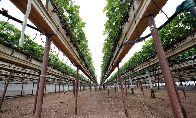 FILE PHOTO: Strawberry plants are seen in a greenhouse of Swiss berry producer Schibli Beeren at Naeppbrunnenhof farm near Otelfingen, Switzerland