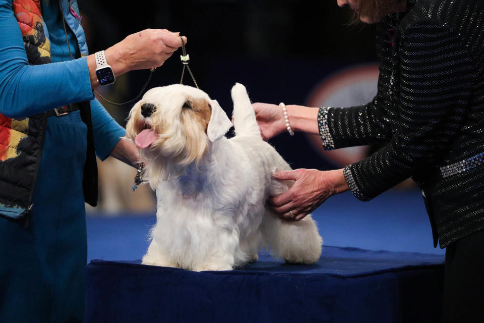 The National Dog Show Presented by Purina - Season 22 (NBC / Bill McCay / NBC via Getty Images)