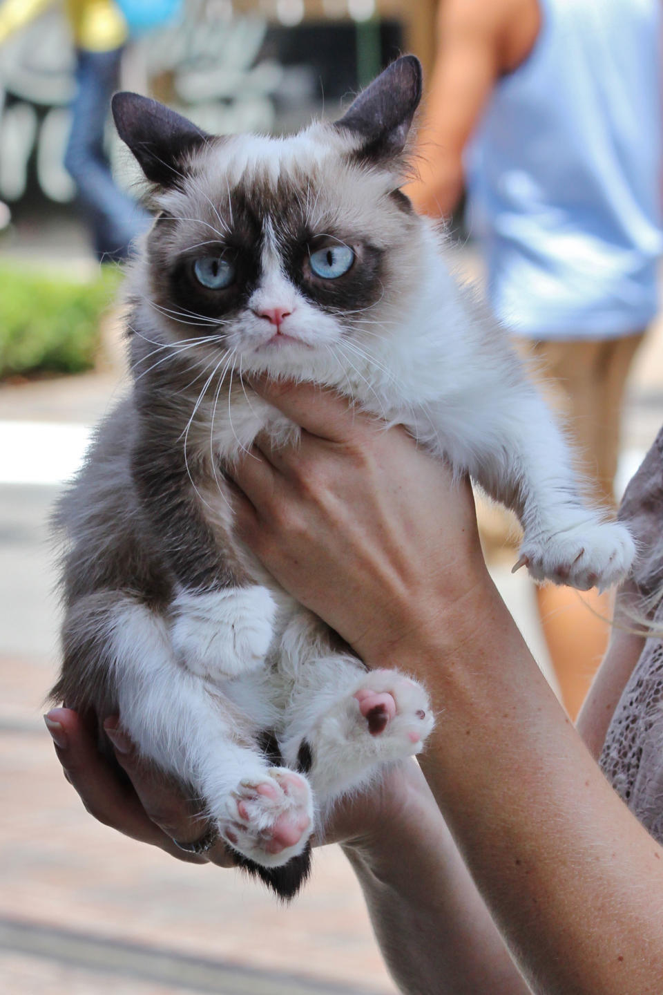 Grumpy Cat does not look impressed at her book signing in Los Angeles. (Credit: AKM-GSI)