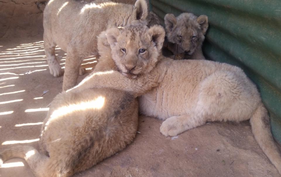 An estimated 8,000-11,000 lions are captive bred on farms across South Africa (HUMANE SOCIETY INTERNATIONAL/AFRICA)