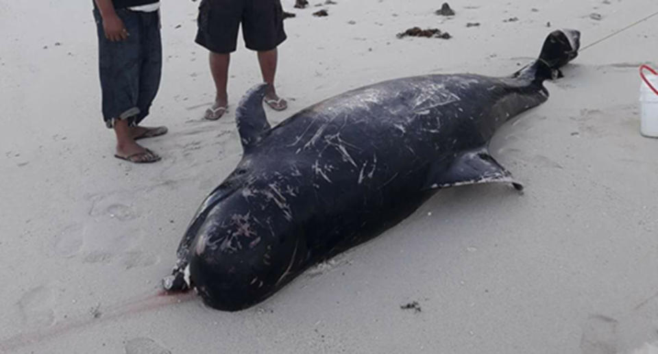 One of the whales was found on the beach. Source: Supplied by Kolianita Feke