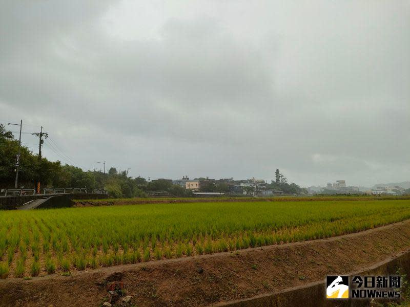 ▲颱風軒嵐諾雖未直接襲台，但仍帶來強風與豪大雨，造成農業災損。（示意圖／記者許若茵攝）