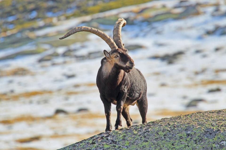 <span class="caption">Iberian ibex (<em>Capra pyrenaica</em>), or <em>cabra montés</em> in Spanish. Author: Juan Lacruz.</span> <span class="attribution"><span class="source">https://commons.wikimedia.org/wiki/File:Cabra_mont%C3%A9s_4.jpg</span></span>