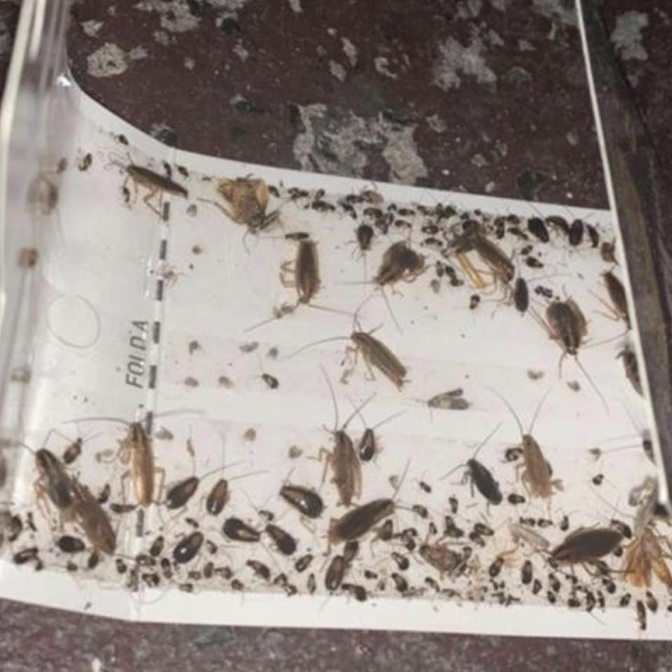 Dozens of cockroaches stuck to a white pad.