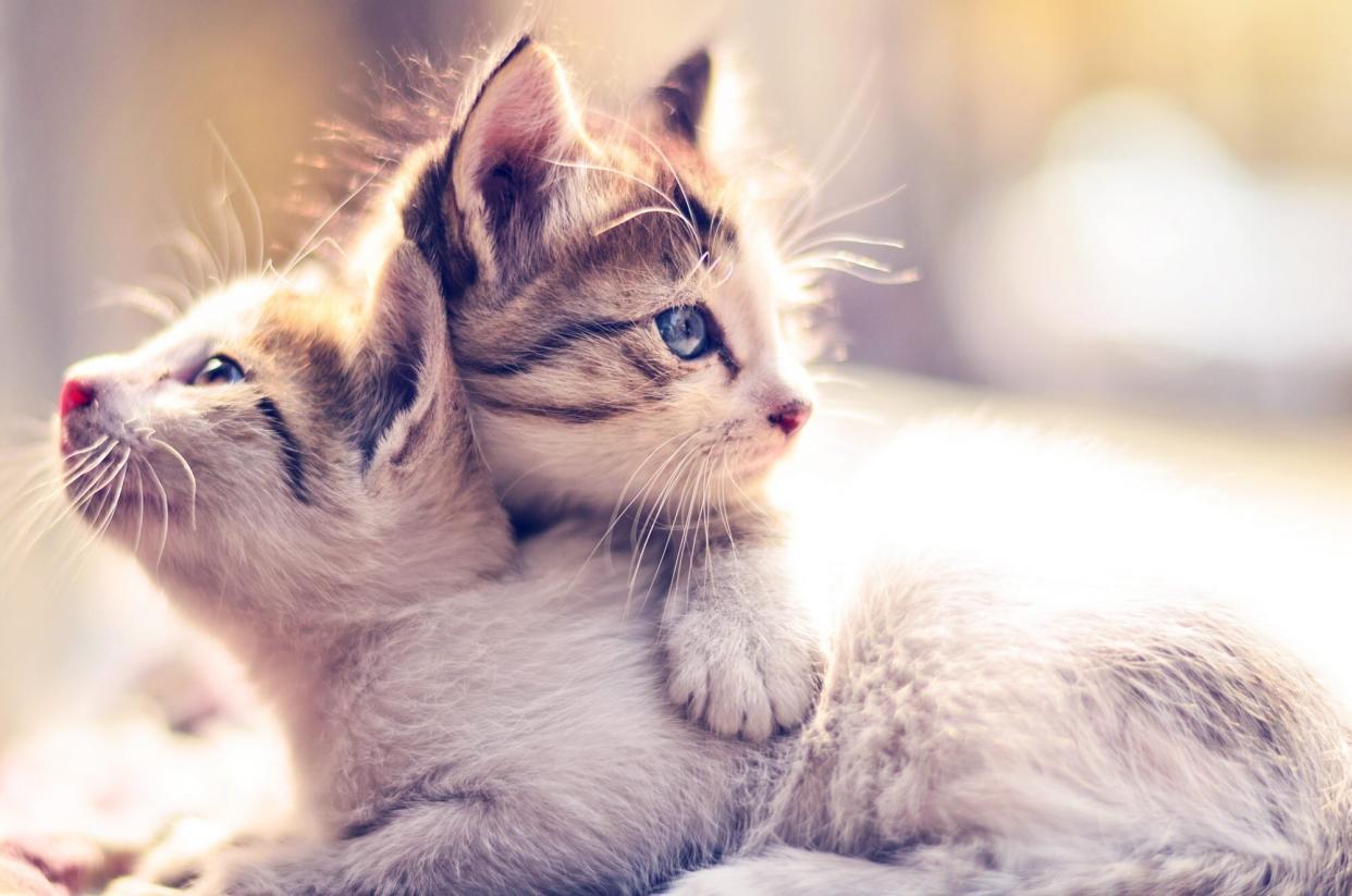 two striped kittens lying on a couch together