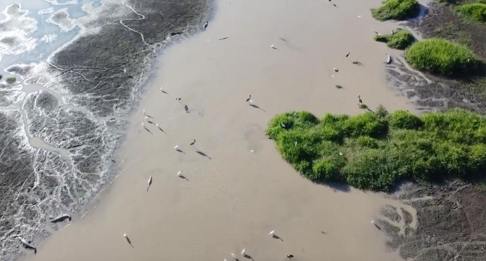 Krokodyle są prawie niewidoczne wśród ptaków.