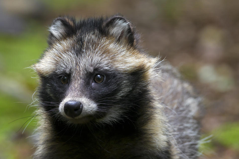 A raccoon dog.