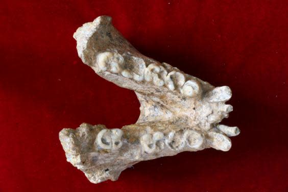 Judging from the wide and flat shape of the molars (pictured) scientists believe Gigantophitecus was a herbivore (Prof. Wei Wang)