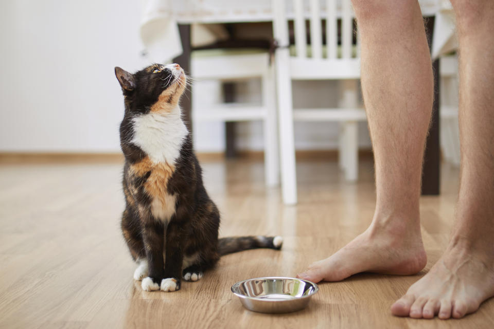 cat staring at it's owner