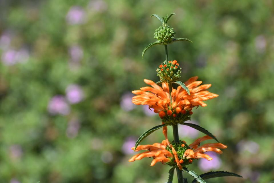 A flower blooms at the Ventura Botanical Gardens in this September 2023 photo.