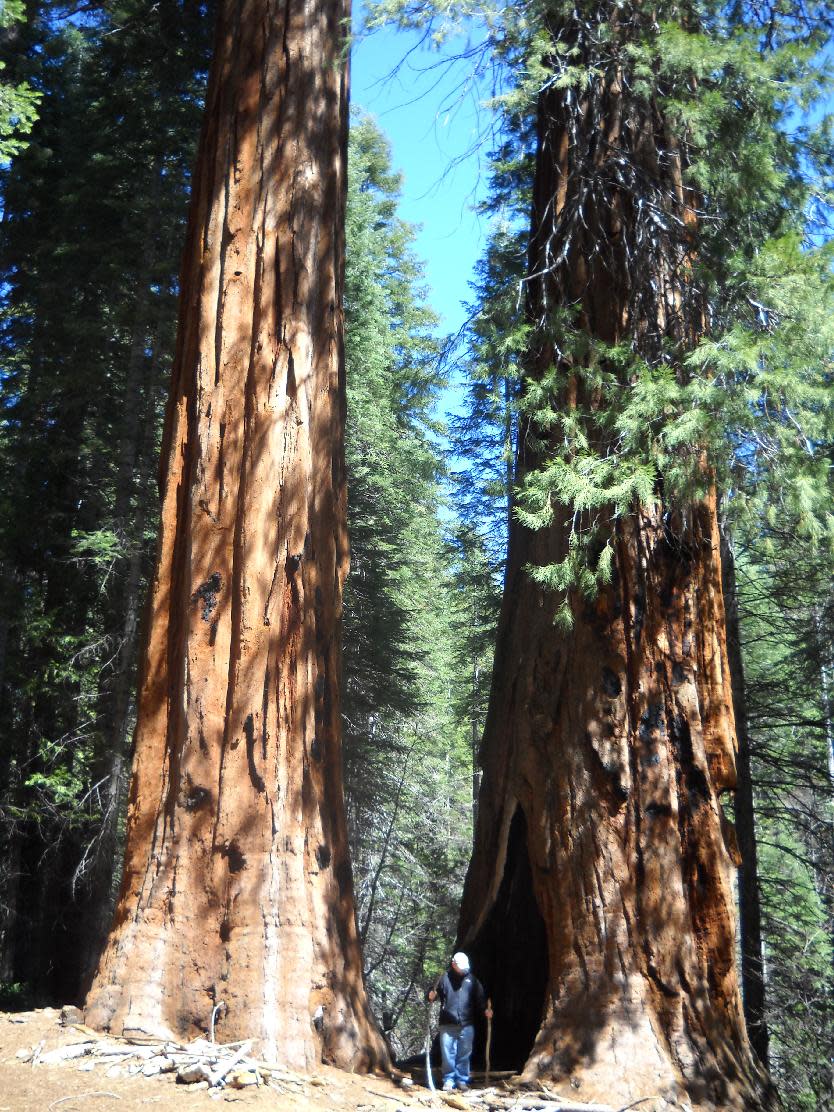 This April 2013 photo shows giant sequoia trees dwarfing a visitor in Merced Grove in Yosemite National Park in California. Sequoias are among the largest, oldest trees on earth. (AP Photo/Kathy Matheson)