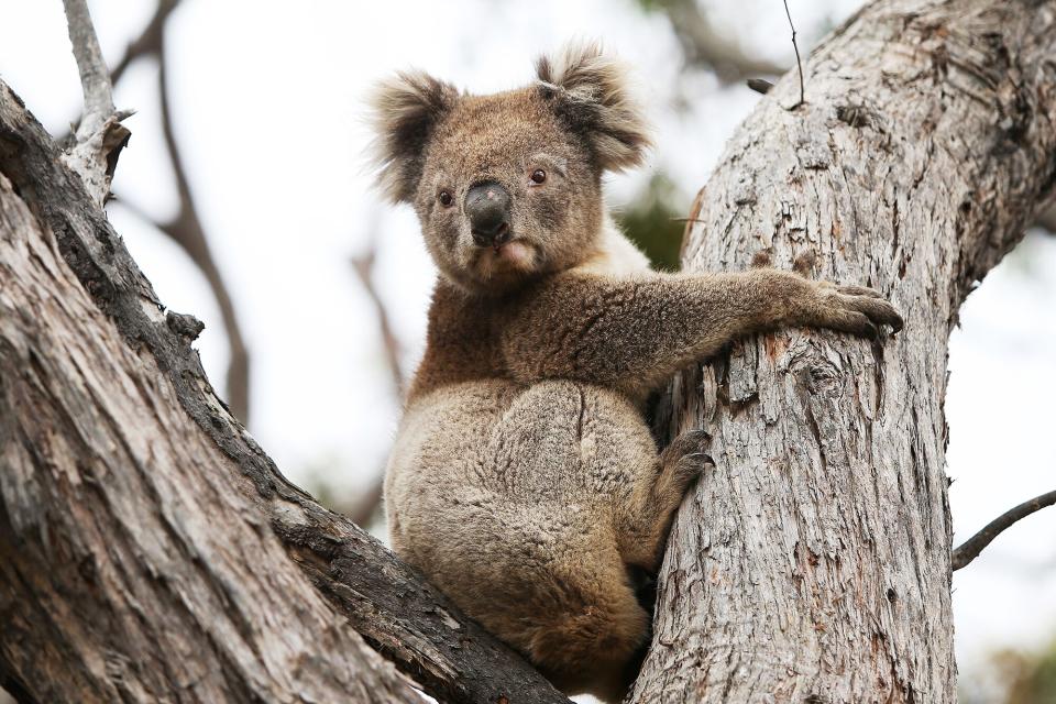A koala affected by the recent bushfires is released back into native bushland following treatment at the Kangaroo Island Wildlife Park on February 21, 2020 in Parndana, Australia.
