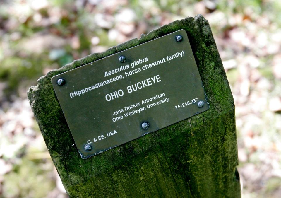 This plaque identifies an Ohio buckeye tree on the campus of Ohio Wesleyan University in Delaware, Ohio.