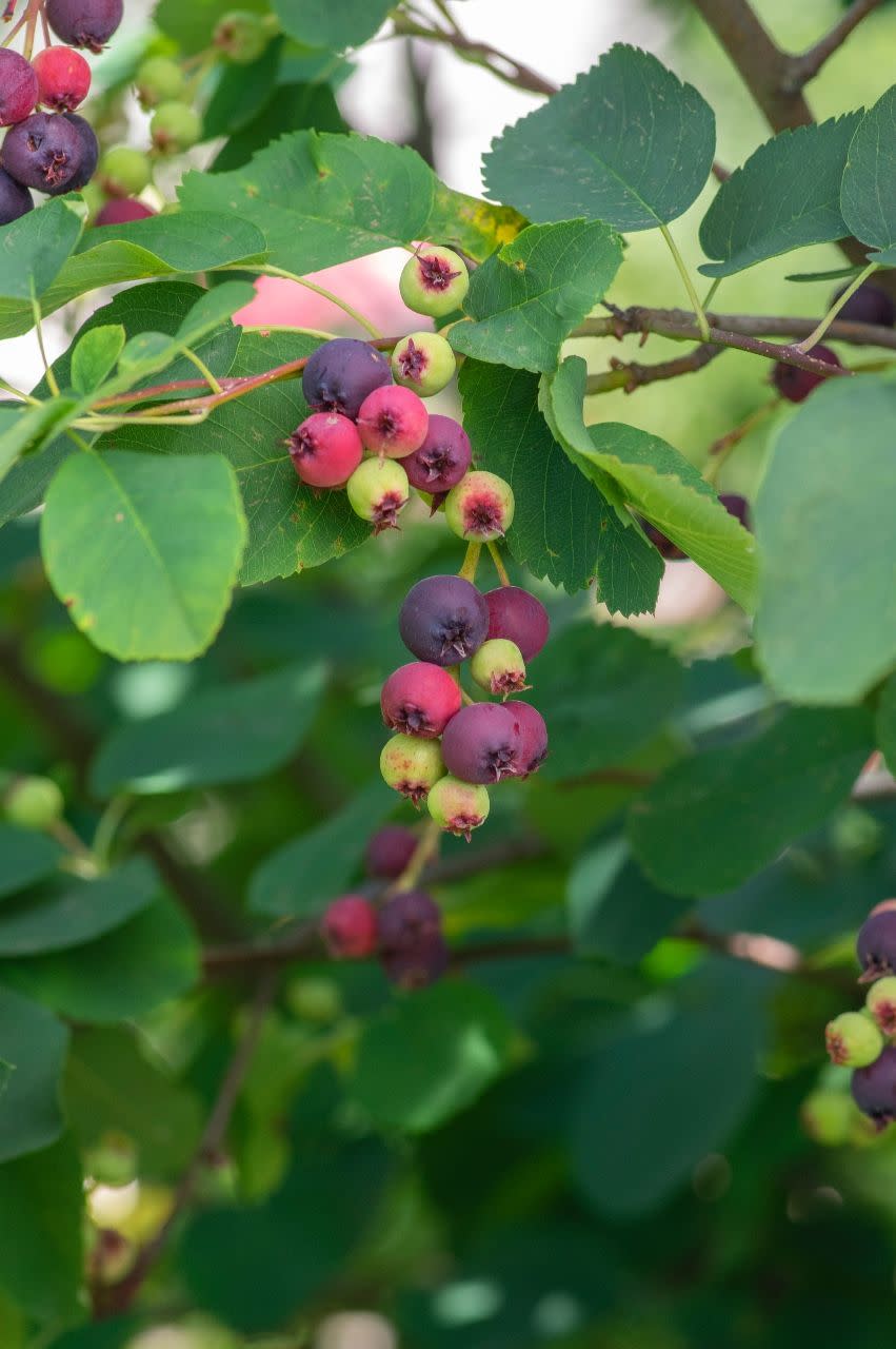 3) Serviceberry Tree