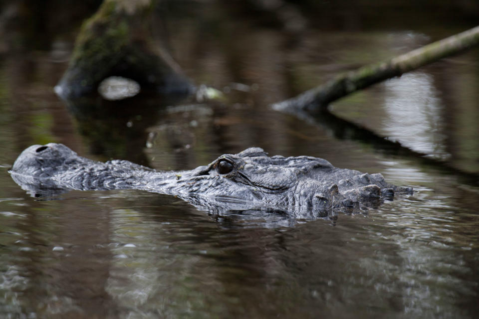 Wakulla Springs