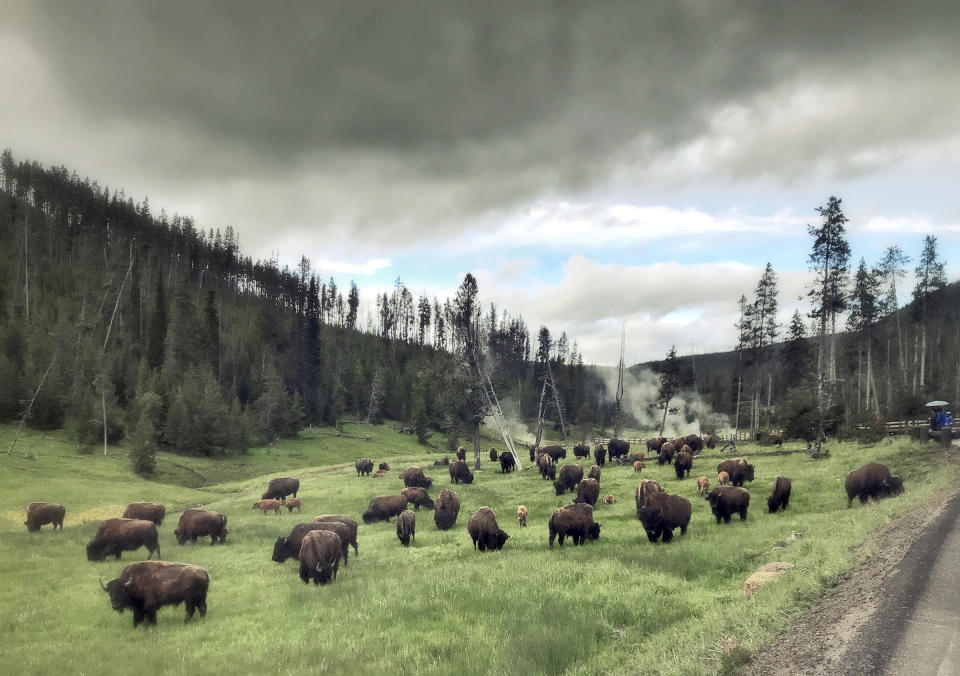 Bisons grazing near Devils Den in Yellowstone National Park in Wyoming, on July 5, 2018. | Soeren Stache—picture-alliance/dpa/AP