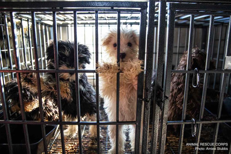 <p>Animal Rescue Corps</p> Several of the dogs rescued from a property in North Carolina by Animal Rescue Corps, the BISSELL Pet Foundation and the Chatham County Sheriff’s Office