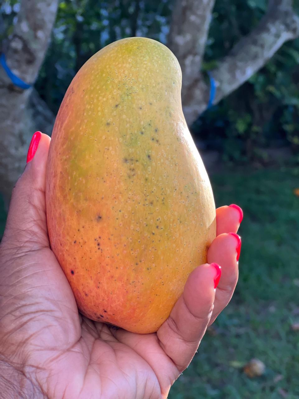 Behold the East Indian mango! David and Dionne Mitchell shipped dozens of this variety to friends around the country, including Miami.