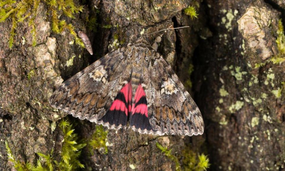 <span>Photograph: Frank Hecker/Alamy</span>