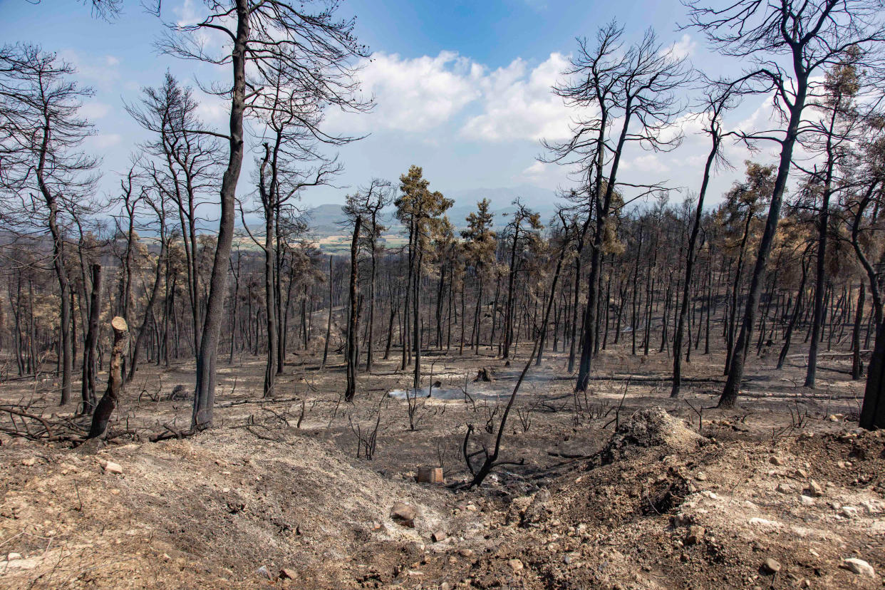 EVIA ISLAND, GREECE - 2021/08/19: View of burnt pine tree forest on the mountain side near Dafni.
The aftermath of the wildfires in the northern part of the Greek island of Evia (Euboea ) where fire kept burning almost for 10 days, burning forest and buildings. Almost 100,000 hectares of forest burned in Greek fires according to Copernicus European Emergency Services. (Photo by Nik Oiko/SOPA Images/LightRocket via Getty Images)