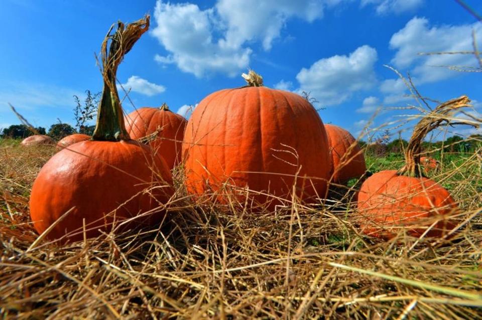 Pumpkins out in the fields. Carrigan Farms is a family owned fifth generation farm located in Mooresville on over a 100 acres. The farm has been a place where guest can pick their own pumpkins for Halloween and hay ride and haunted trails in the corn fields for the more adventure seeker.