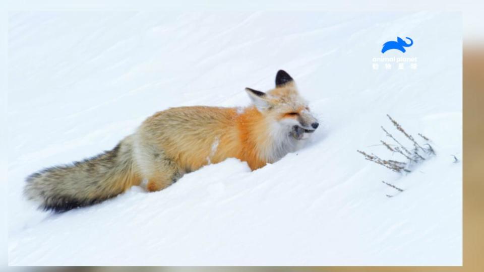 強大的聽力與嗅覺，讓狐狸能輕鬆找到深藏地底的獵物。(圖/ 動物星球頻道 提供)