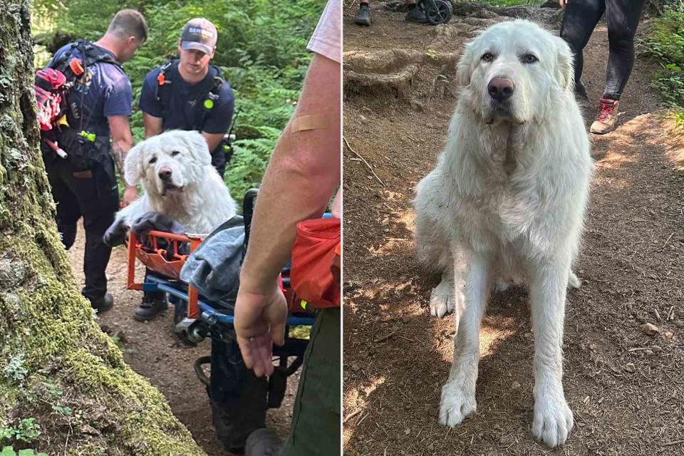<p>Cannon Beach RFPD/Facebook</p> Cannon Beach Rural Fire Protection District rescues Great Pyrenees dog from Saddle Mountain in Oregon