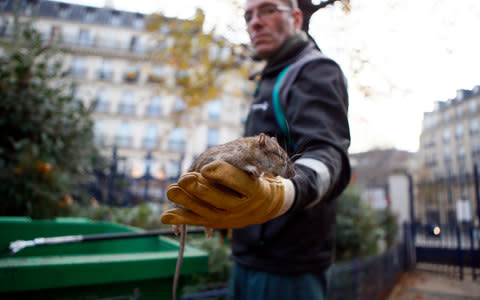 A Paris city employee shows a dead rat in the Saint Jacques Tower park, in the center of Paris - Credit: AP Photo/Francois Mori