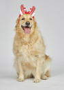 <p>Forget Rudolph! Santa’s true little helper is in your own household and nothing looks cute than a pair of festive antlers like these. Available in S, M & L. <br><a rel="nofollow noopener" href="https://www.petbarn.com.au/christmasgiftguide#view=catalogue2&saleId=24873&page=1" target="_blank" data-ylk="slk:Photo: Petbarn;elm:context_link;itc:0;sec:content-canvas" class="link ">Photo: Petbarn</a> </p>