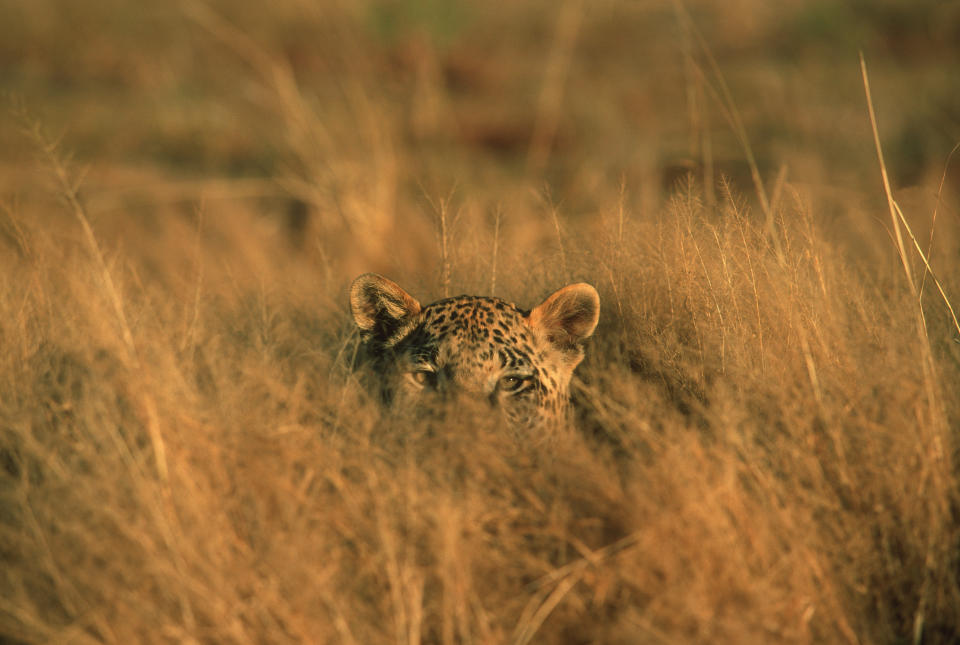 Dieser Leopard muss das Verstecken noch etwas üben - ein Artgenosse, der die Tarnung zur Perfektion beherrscht, geht gerade auf Twitter viral (Symbolbild: Getty Images)