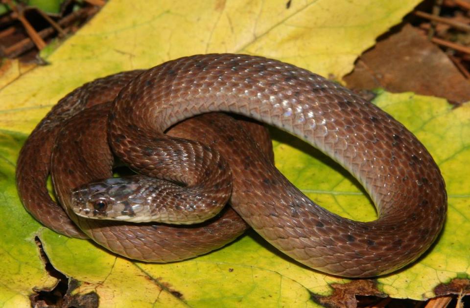 Adult brown (or dekay) snake.