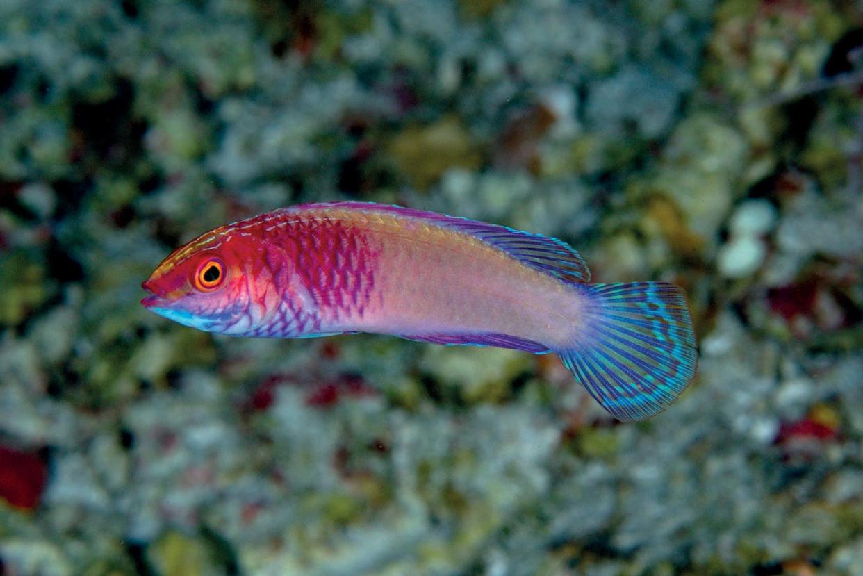 The Rose-veiled fairy wrasse, a small reef fish discovered in 2022. <a href="https://commons.wikimedia.org/wiki/File:Cirrhilabrus_finifenmaa_underwater_photograph_from_Rasdhoo_Atoll,_Maldives_-_Oo_654790.jpg" rel="nofollow noopener" target="_blank" data-ylk="slk:Luiz A. Rocha/Wikimedia Commons;elm:context_link;itc:0;sec:content-canvas" class="link ">Luiz A. Rocha/Wikimedia Commons</a>