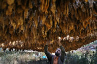 Farmer Nazih Sabra checks tobacco leaves at his farm at Harf Beit Hasna village, in Dinnieh province, north Lebanon, Wednesday, Sept. 7, 2022. Farmers in a small mountainous town in Lebanon's northern Dinnieh province once could rely on rain to irrigate their crops and sustain a living. But climate change and the country's crippling economic crisis has left their soil dry and their produce left to rot. They rely on the little rain they can collect in their innovative artificial ponds to make enough money to feed themselves, as they live without government electricity, water, and services. (AP Photo/Hussein Malla)