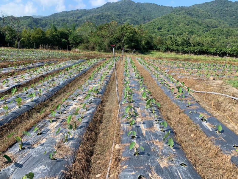 ▲高市府農業局於高雄山區推動管路灌溉補助計畫，將可節省3至5成以上的用水量，同時可提高灌溉均勻度，平均增產率可達25%至47%。(圖／高市府農業局提供)