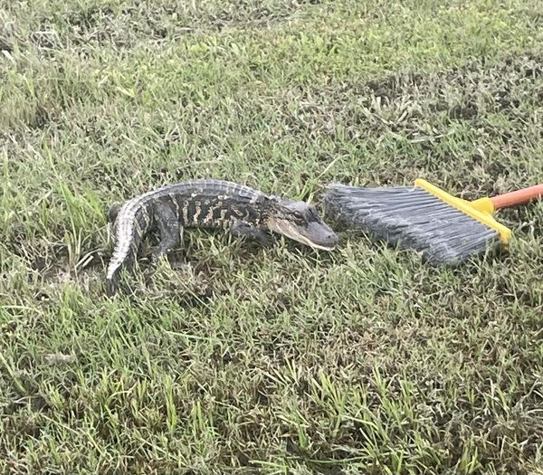 <em>Alligator found in Trinity County, courtesy of Sheriff Woody Wallace</em>
