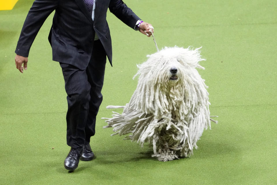 Addie, a komondor, competes in the working group competition during the 147th Westminster Kennel Club Dog show, Tuesday, May 9, 2023, at the USTA Billie Jean King National Tennis Center in New York. (AP Photo/Mary Altaffer)