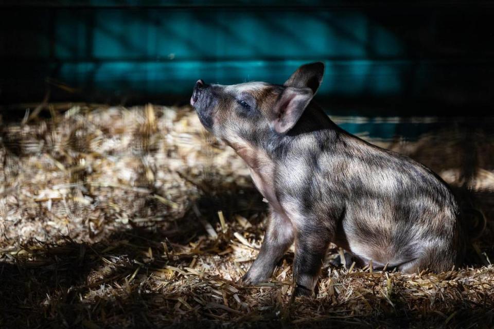 A baby piglet wake up from a morning nap in the FFA Children’s Barnyard area at the Fort Worth Stock Show and Rodeo.