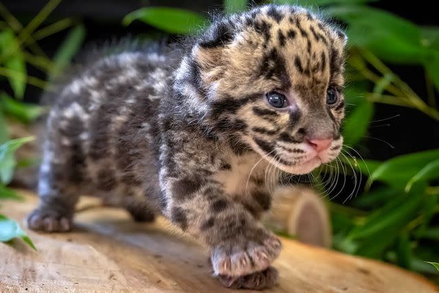 <p>Dr. Jennifer D./Oklahoma City Zoo</p> The male kitten was born to the zoo's female clouded leopard, Ruaki