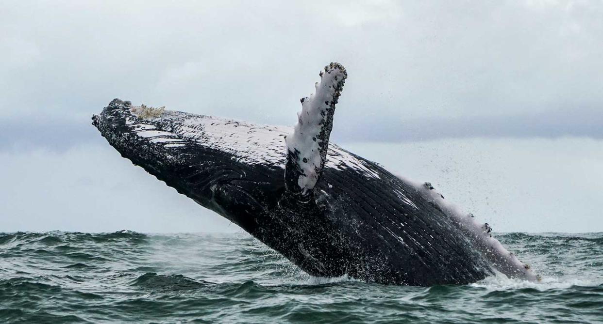 The humpback is thought to have become detached from its pod (Getty)