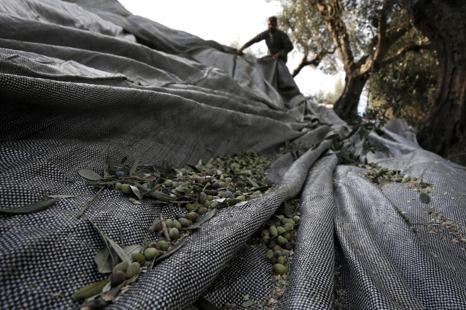 Dimitris Apostolopoulos collects olives at an olive grove in Velanidi village, 320 kilometers (200 miles) west of Athens, Greece on Thursday, Nov. 28, 2013. The economic crisis has seen a return of Greeks to farm work in recent years, after abandoning fields for years and using migrant labor. He received half of the olive oil produced from his collection as payment. (AP Photo/Petros Giannakouris)