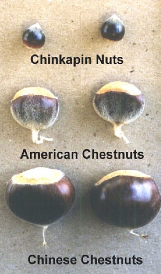 Chinkapin compared to Chestnut