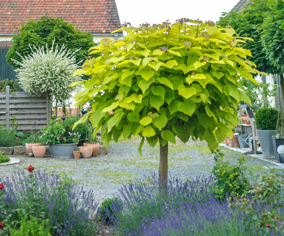 Catalpa bignonioides Aurea