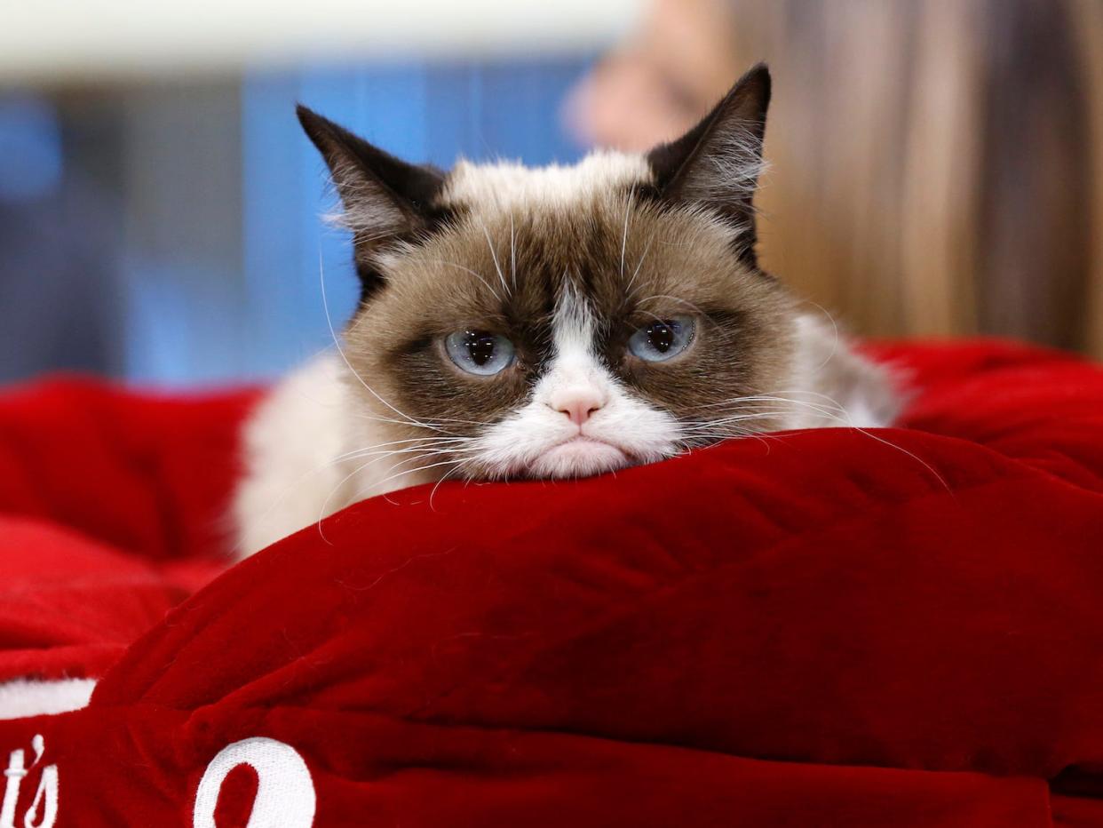 grumpy cat