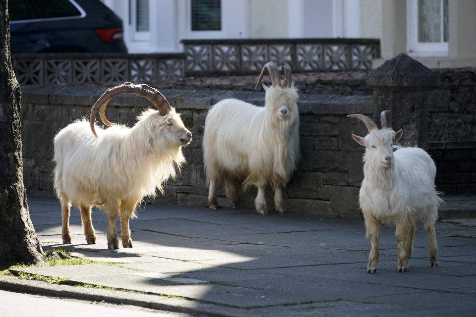 LLANDUDNO, WALES - MARCH 31: Mountain goats roam the streets of LLandudno on March 31, 2020 in Llandudno, Wales. The goats normally live on the rocky Great Orme but are occasional visitors to the seaside town, but a local councillor told the BBC that the herd was drawn this time by the lack of people and tourists due to the COVID-19 outbreak and quarantine measures. (Photo by Christopher Furlong/Getty Images)