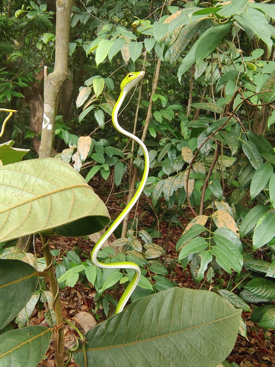 A Malayan green whip snake seen on Petai Trail in MacRitchie Reservoir Park in Singapore. (Photo: Bennett Tan)