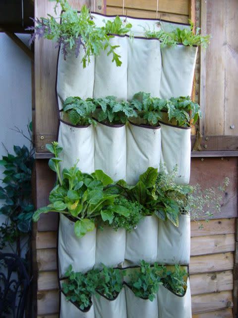 Grow a Hanging Garden