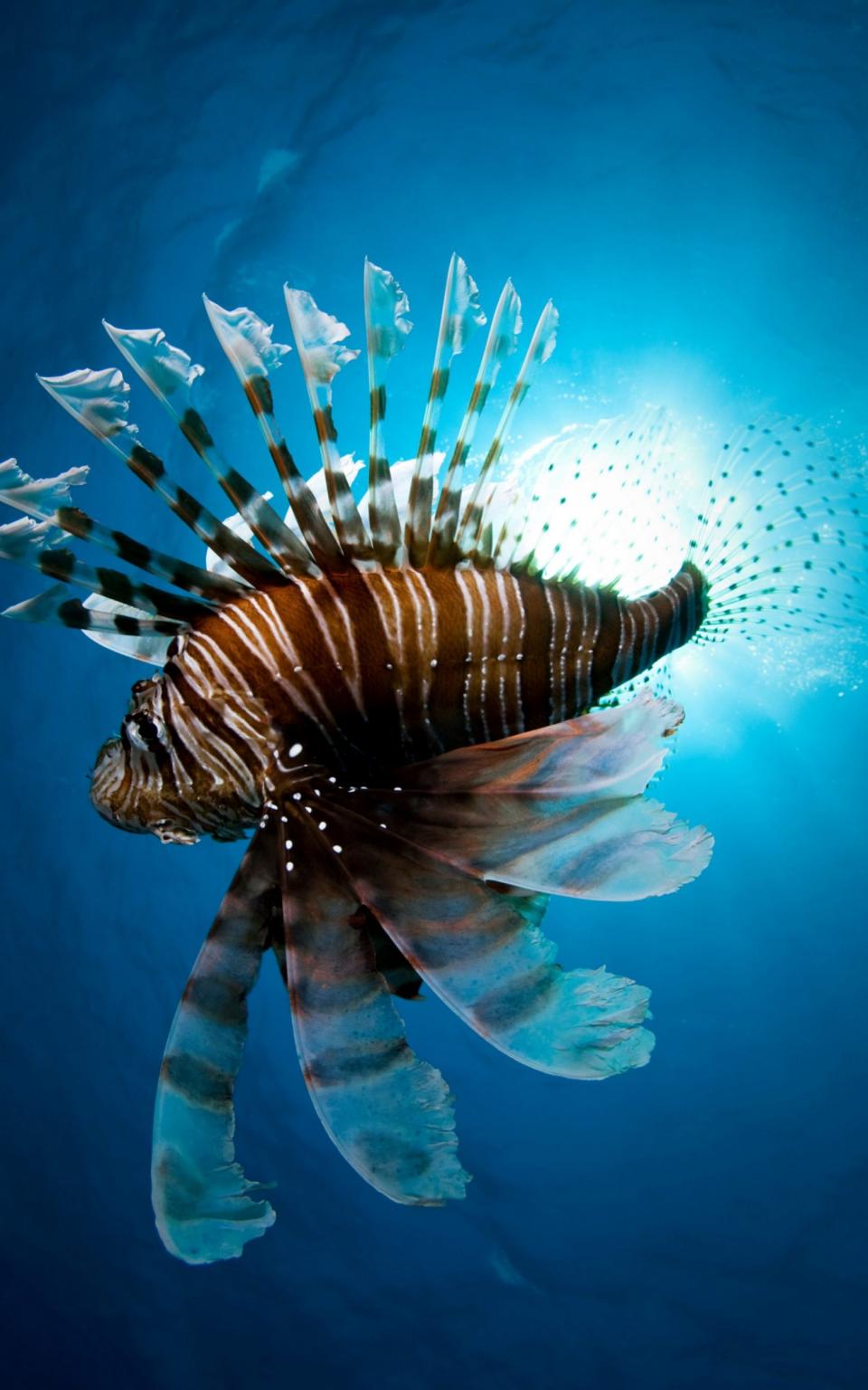 Lion fish swimming underwater - Credit:  Alamy