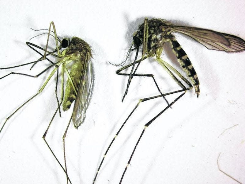 This photo from the Northwest Mosquito Abatement District in Wheeling, Ill., shows two varieties of mosquitoes. Culex pipiens, left, is mainly responsible for transmitting the West Nile virus to humans. Aedes vexans, right, is considered primarily just a nuisance mosquito.