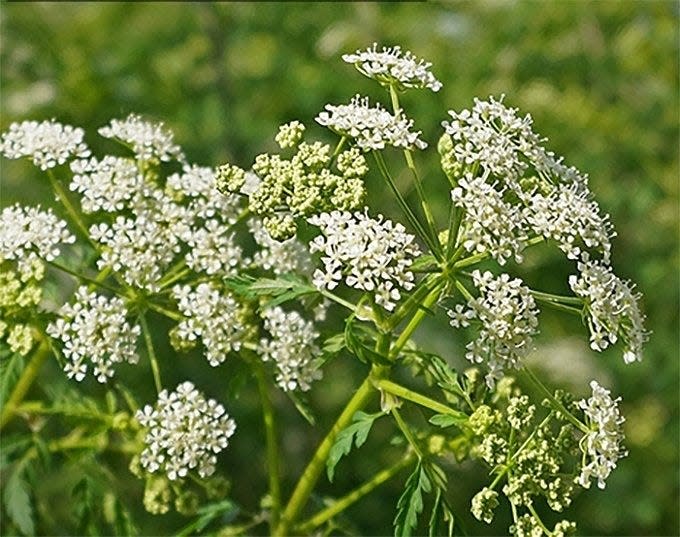 Poison hemlock flowers